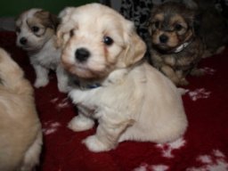 requalbilderonlineshop030_1