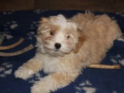 requalbilderonlineshop215_1