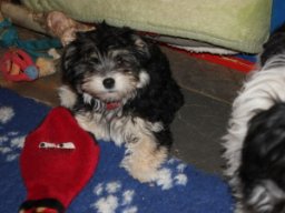 requalbilderonlineshop234_1