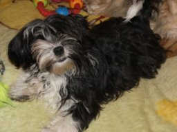 requalbilderonlineshop244_1