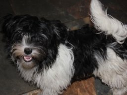 requalbilderonlineshop290_1