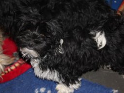 requalbilderonlineshop300_1