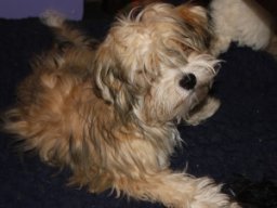 requalbilderonlineshop309_1