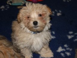 requalbilderonlineshop317_1