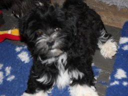 requalbilderonlineshop355_1