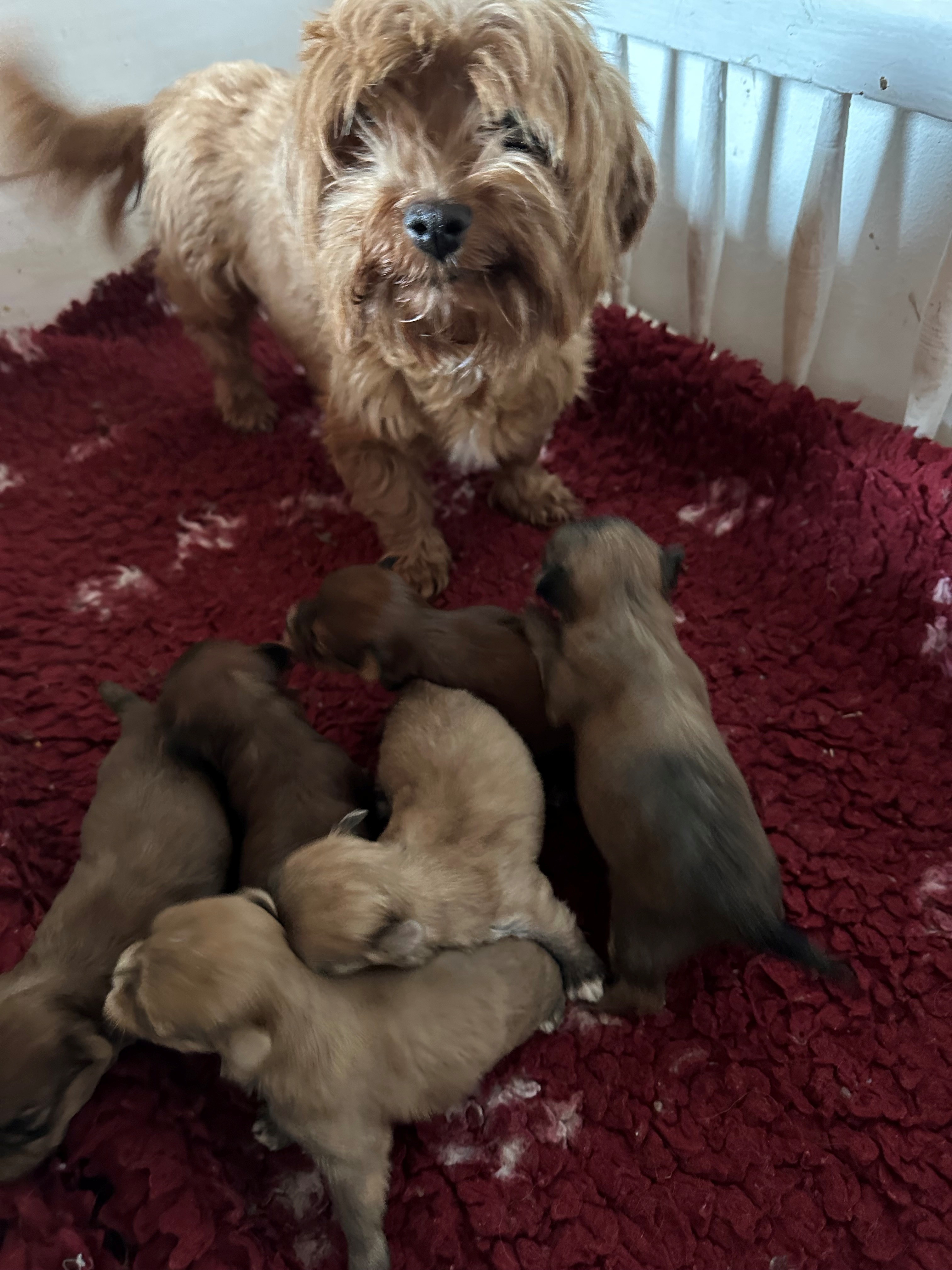 Mama mit Welpen 20 02 2026